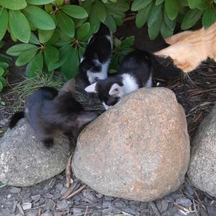 Hauskatzen zu verschenken 