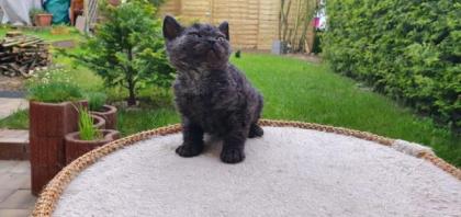 Romi (w) eine Selkirk Rex - frotteebisflauschig - sucht Dich! 