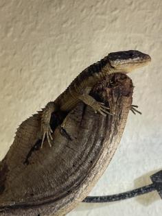 Zwerggürtelschweif (Cordylus tropidosternum)