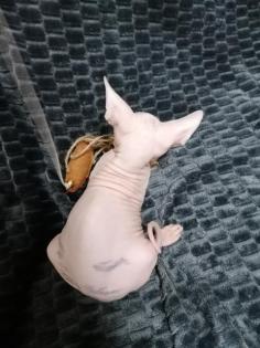 Sphynx Kater 