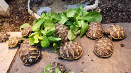 Griechische Landschildkröten *2021/2022 aus naturnaher Zucht