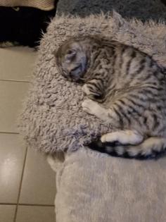 Bkh Kater silver black tabby ( whiskas) 