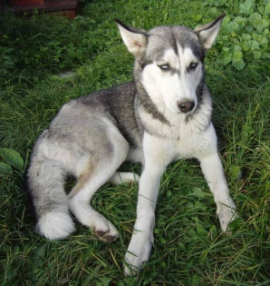 1 jahr alte husky hündin abzugeben