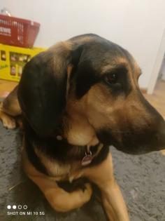 Mischlingshund Schäferhund Bracke Mix