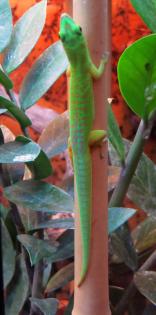 0.2 Phelsuma astriata astriata