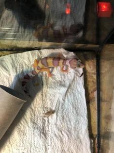 Leopardgeckos Weibchen 