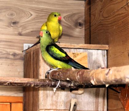 Bergsittiche Paar..................
