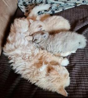 Selkirk Rex/ BKH Kitten zu verkaufen