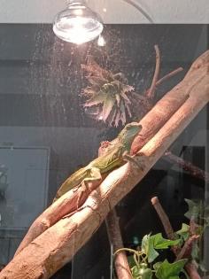 Suche weibliche Grüne Wasseragame 