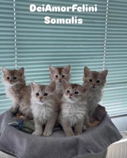 Somali Kitten in silber