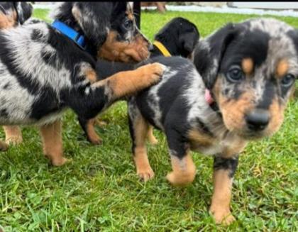 Australian Shepherd-Deutscher Pinscher-Welpen