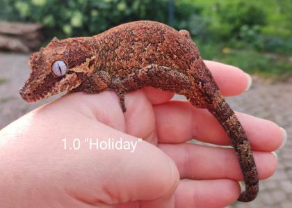 Rhacodactylus auriculatus (Höckerkopfgeckos) für HAMM