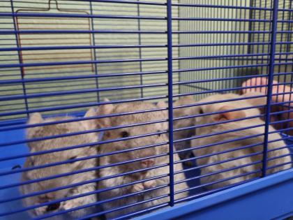 4 chinchilla Babys kleine graue bis hellgrau