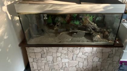 Terrarium mit 4 Leopardgeckos