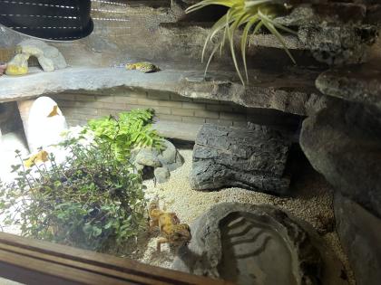 Terrarium mit 3 Leopardgeckos -vollausgestattet + Zubehör