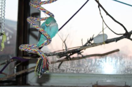 Handzahmes Rosenköpfchenpärchen