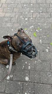 Pit-Staff-Mix sucht dringend neues Zuhause oder Pflegestelle!!