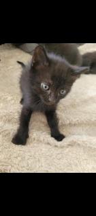3 Scottish Fold-BKH Mix Kitten