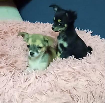 2 reinrassige Chihuahua Welpen