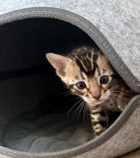 Reinrassige Bengal Kitten mit TICA Stammbaum Brown Rosetted und Marbelt
