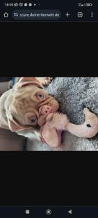 Coco sucht neues Zuhause