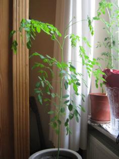 MORINGA OLEIFERA