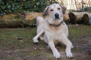 Zimtschnecke - weiblich  4 Jahre  78 cm  47 kg  Kangal-Mix Gechipt Kastriert