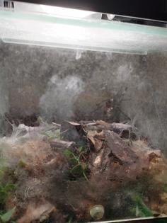 Chromatopelma Cyaneopubuscens (unbestimmt)