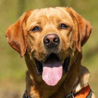MR. SAM - Labrador - männlich 4 Jahre 58 cm 34 kg Gechipt Kastriert