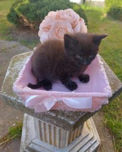 Maine Coon Mix Kitten