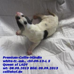 Premium-Colliewelpen, tricolor und white ! - Die Oberklasse !