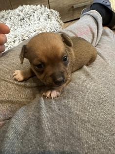 Chihuahua-Zwergpinscher Mischlings Welpen