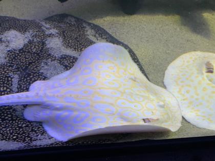 Potamotrygon Albino HYBRIDEN Golden Base