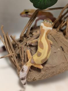 Leopardgecko aus Rostock 24.11.2024
