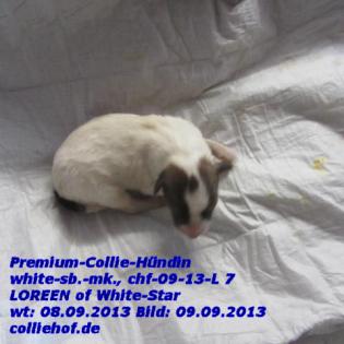 Premium-Colliewelpen, tricolor und white ! - Die Oberklasse !