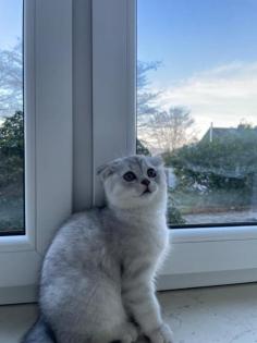 Scottish fold 