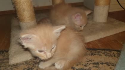 Maine Coon Baby´s  - 2 Kater (creamy) - 2 Kätzchen (silver tabby)