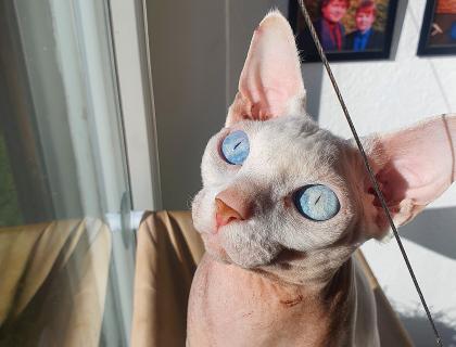 Deckkater Canadian Sphynx Odd Eyed