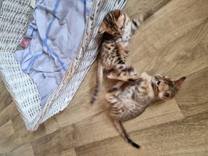 Bengalkitten mit Stammbaum