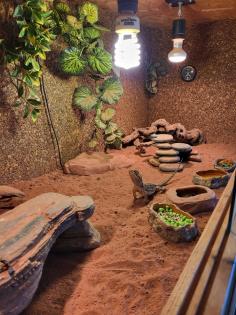 Zwergbartagamen (Adult) Pogona Henrylawsoni Pärchen mit Terrarium