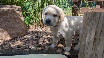 Golden Retriever Junge reinrassig