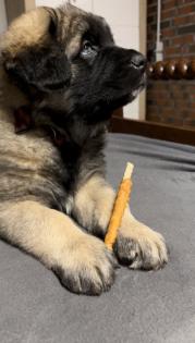 Süße Leonberger/Germanischer Bärenhund Welpen