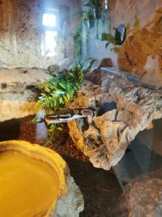 Königspython (Python regius)