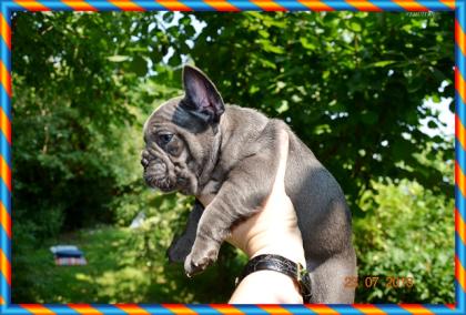 Französischen Bulldogge in blau Farbe