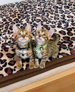 Bengal katze , Baby Katzen