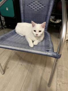 Main coon Kater in weiß