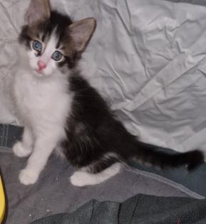 Main Coon Mix Kitten