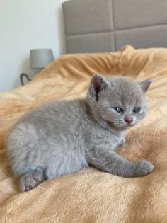 Wunderschöne BKH Kitten