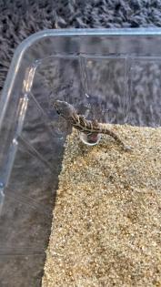 Dringend :) Madagaskar Großkopfgecko