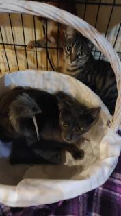 Gunnar und Liam suchen gemeinsam ein neues Zuhause (als Wohnungskater)